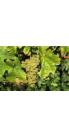 Grenache Blanc